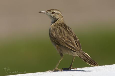 Leñatero (Firewood Gatherer) Anumbius annumbi