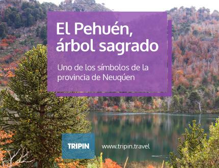 Pehuén, árbol sagrado en Neuquén