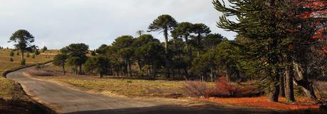 Araucarias en Villa Pehuenia, Neuquén