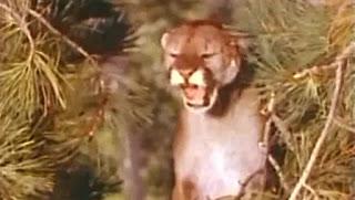 GRAN GATO, EL (Big Cat, the) (USA, 1949) Drama