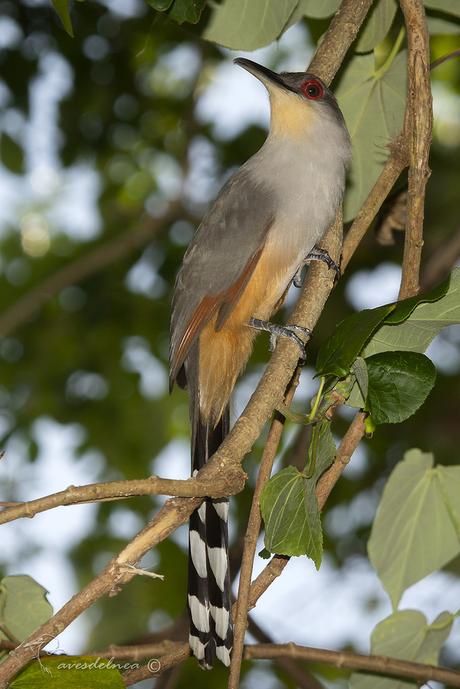 Cuco Lagartero de la Española ( Hispaniolan Lizard-cuckoo) Coccyzus longirostris (Hermann, 1783)