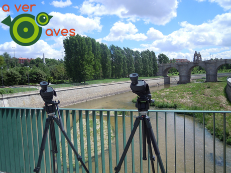 Madrid Río, escuela de jóvenes pajareros