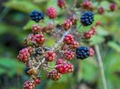 Moras verdes