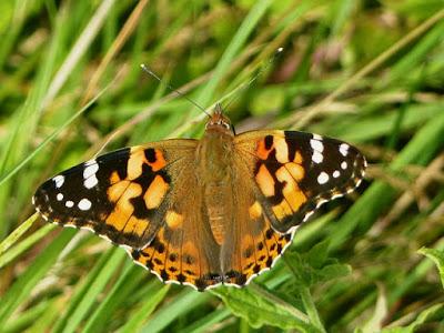 Vanessa cardui, ciclo anual