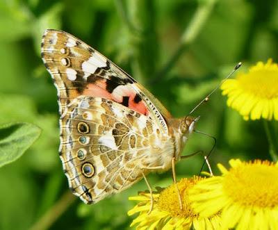 Vanessa cardui, ciclo anual