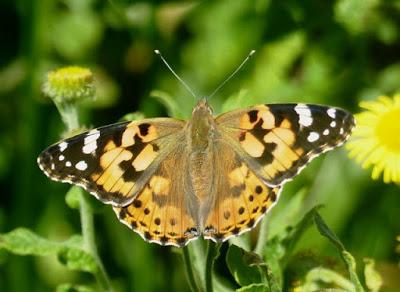 Vanessa cardui, ciclo anual