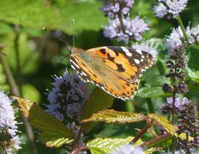 Vanessa cardui, ciclo anual