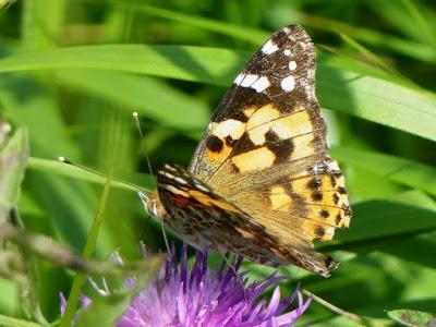 Vanessa cardui, ciclo anual