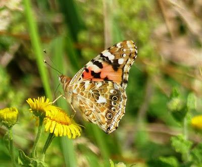Vanessa cardui, ciclo anual