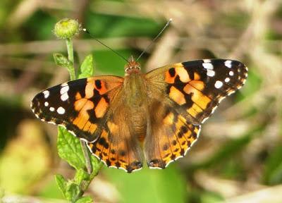 Vanessa cardui, ciclo anual