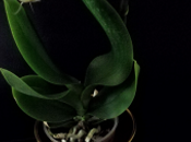 Acto contrición. abuelo.