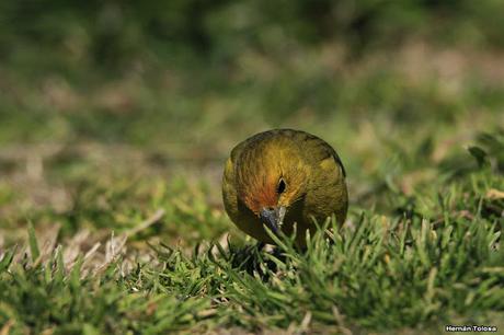 Casal de jilguero dorado