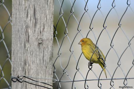 Casal de jilguero dorado