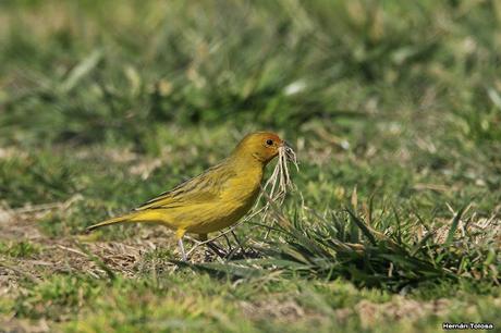 Casal de jilguero dorado