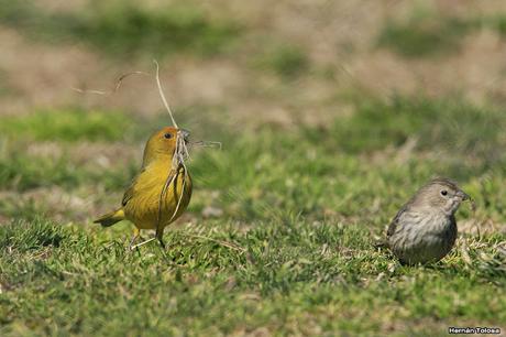 Casal de jilguero dorado