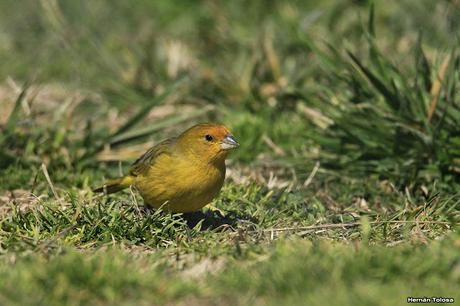 Casal de jilguero dorado