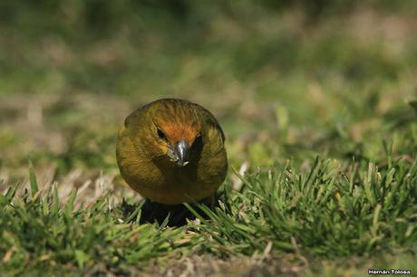 Casal de jilguero dorado