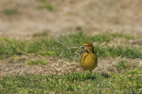 Casal de jilguero dorado