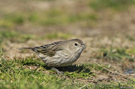 Casal de jilguero dorado
