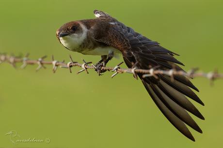 Golondrina parda (Brown-chested Martin) Progne tapera