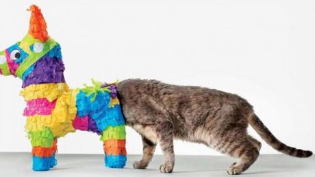 De curioso a competente