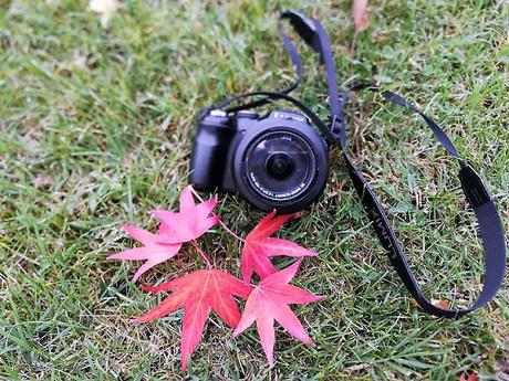 PASEOS EN OTOÑO PASEOS EN OTOÑO