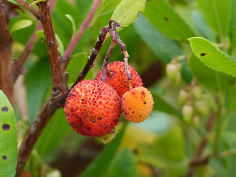 PASEOS EN OTOÑO PASEOS EN OTOÑO