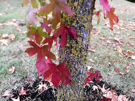 PASEOS EN OTOÑO PASEOS EN OTOÑO