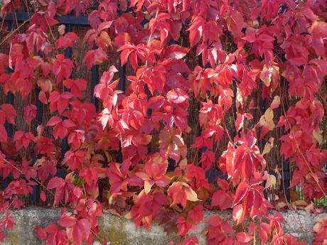 PASEOS EN OTOÑO PASEOS EN OTOÑO