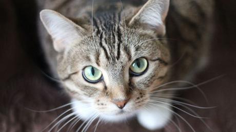 Justicia por Emita: Denuncian a joven de asesinar a una gatita a golpes en Colina