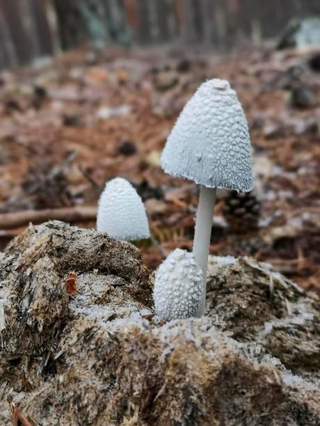 V jornadas micológicas de Condemios de Arriba V jornadas micológicas de Condemios de Arriba