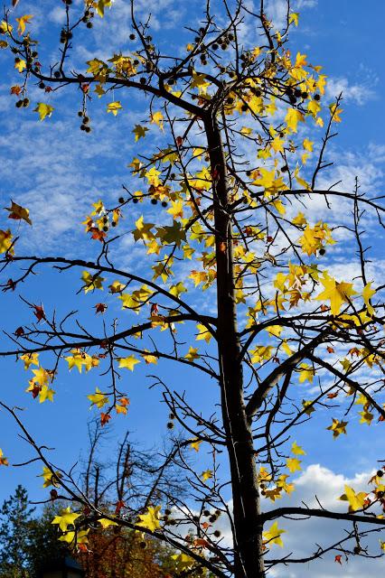BOCADOS DE OTOÑO... BOCADOS DE OTOÑO...