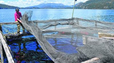 La escasez de trucha en la cordillera jaquea a restoranes y pescaderías