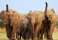 La inteligente y sensible sociedad elefante… y nuestra crueldad