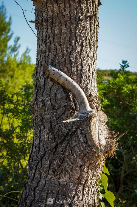 Excitación arbórea