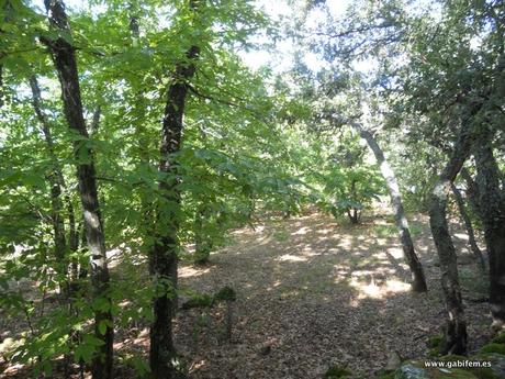 Ruta de las Castañas