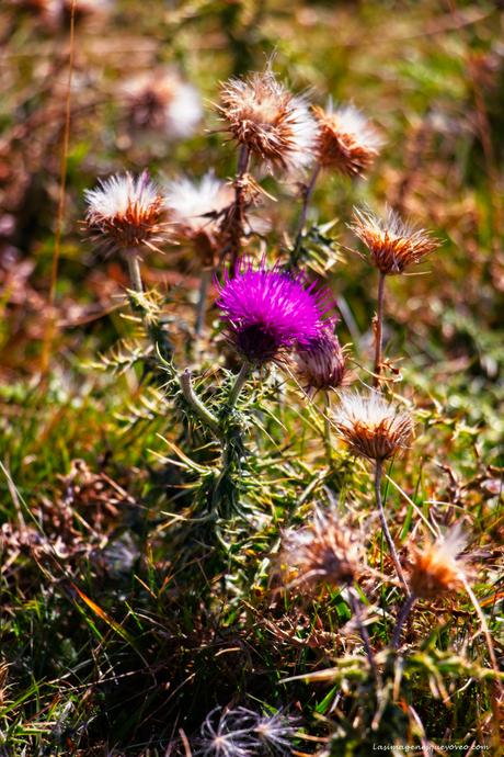 Cardo Asómate a las grandiosas vistas desde los Miradores del Parque Nacional de Ordesa y Monte Perdido