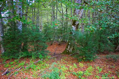 Bosques del Valle Cañón del Valle de Ordesa