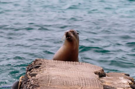 León marino de las Galápagos (Zalophus wollebaeki). Islas Galápagos. Ecuador