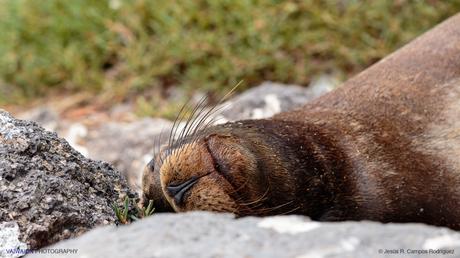 León marino de las Galápagos (Zalophus wollebaeki). Islas Galápagos. Ecuador