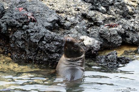 León marino de las Galápagos (Zalophus wollebaeki). Islas Galápagos. Ecuador