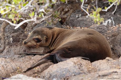 León marino de las Galápagos (Zalophus wollebaeki). Islas Galápagos. Ecuador