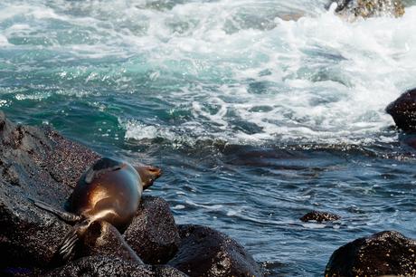 León marino de las Galápagos (Zalophus wollebaeki). Islas Galápagos. Ecuador