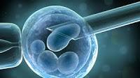 Por primera vez reparan el ADN en Embriones Humanos