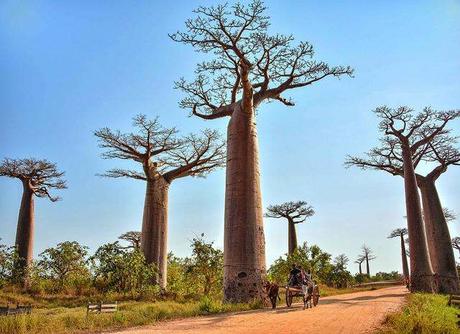 Ecoturismo como tendencia en turismo