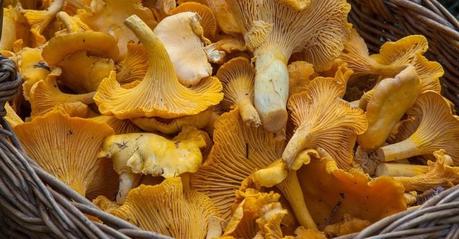 Potasio Setas, alimento rico en potasio