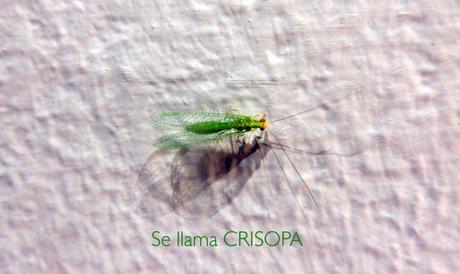 Insecto verde con alas transparentes…
