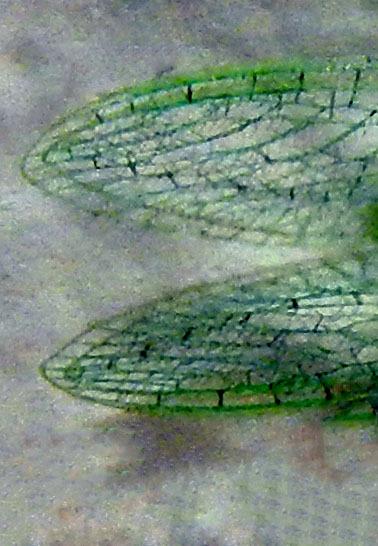 Insecto verde con alas transparentes…