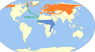 Collalbas, viajes oceánicos y vientos.