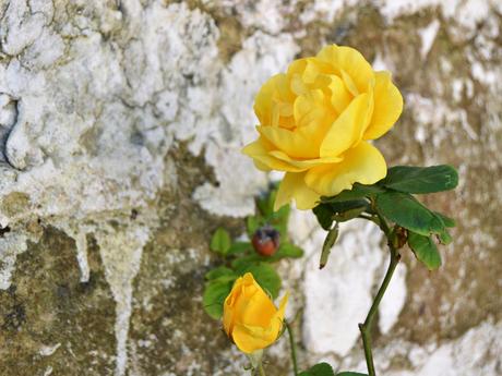 QUÉ NECESITAN TUS PLANTAS EN OTOÑO